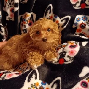 Meet your Posher, Kelli